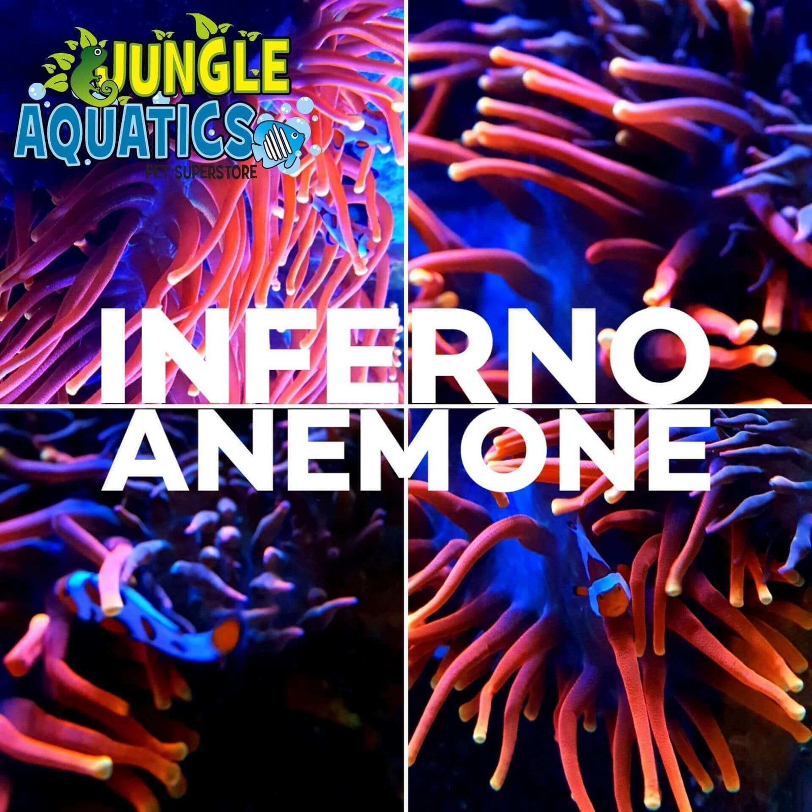 Vibrant Inferno Anemones showcasing bright colors available at Jungle Aquatics.