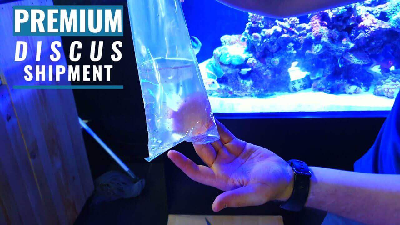 Hand holding a bag containing premium discus fish shipment at Jungle Aquatics, November 2021.