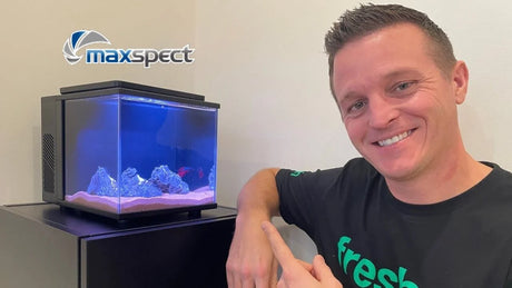 How to Set Up a High-Tech Desktop Aquarium: Maxspect Pico Cube Guide with an aquarium and a smiling person.