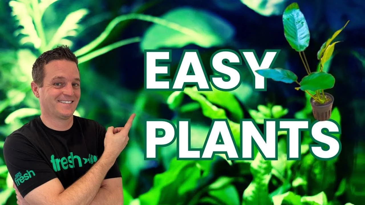 Person pointing to text saying 'Easy Plants' related to 6 Easy Beginner Aquarium Plants for Low-Tech Planted Tanks.