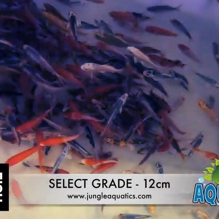 Great Selection of Koi Fish Shipment - 12cm - Year-end selection part #2 and #3 - Jungle Aquatics Pet Superstore