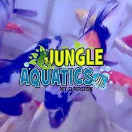 High Quality Japanese Koi Fish Shipment November 2021 - Jungle Aquatics Pet Superstore