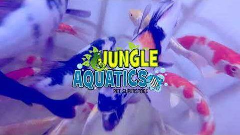 High Quality Japanese Koi Fish Shipment November 2021 - Jungle Aquatics Pet Superstore