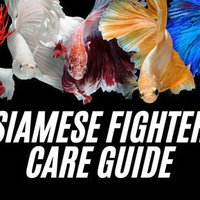 Properly Care for Your Betta: A Complete Guide to Siamese Fighting Fish - Jungle Aquatics Pet Superstore