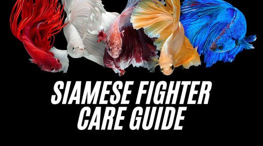 Properly Care for Your Betta: A Complete Guide to Siamese Fighting Fish - Jungle Aquatics Pet Superstore