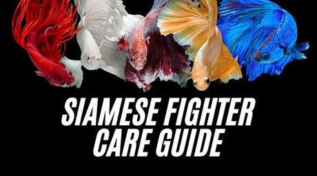 Colorful bettas showcasing vibrant hues with text overlay: Siamese Fighter Care Guide.