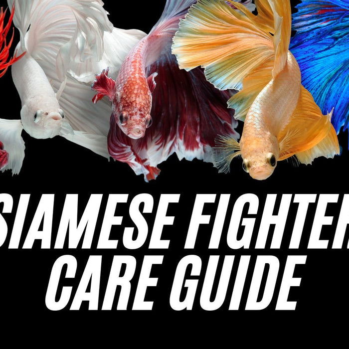 Properly Care for Your Betta: A Complete Guide to Siamese Fighting Fish - Jungle Aquatics Pet Superstore