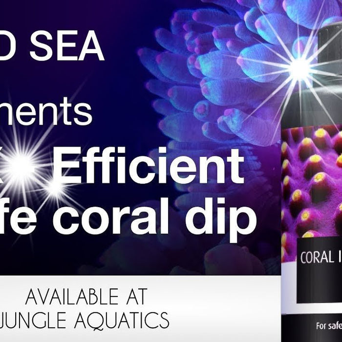 Red Sea DipX Coral Dip – Safely introduce corals to your reef aquarium - Jungle Aquatics Pet Superstore