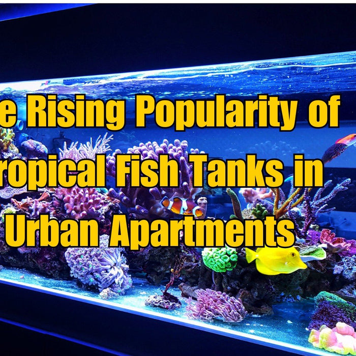 The Rising Popularity of Tropical Fish Tanks in Urban Apartments - Jungle Aquatics Pet Superstore