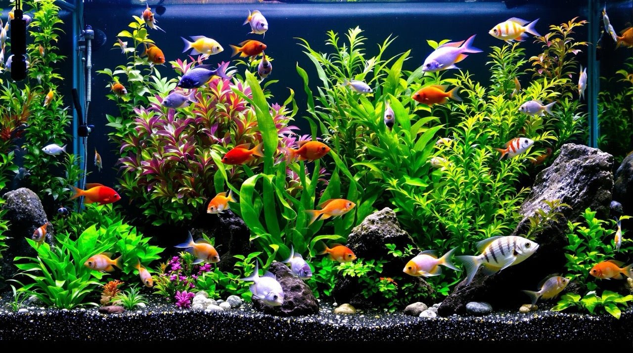 The Ultimate Guide to Setting Up Your First Aquarium: Tips for Beginners - Jungle Aquatics Pet Superstore