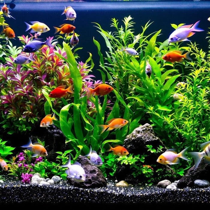 The Ultimate Guide to Setting Up Your First Aquarium: Tips for Beginners - Jungle Aquatics Pet Superstore