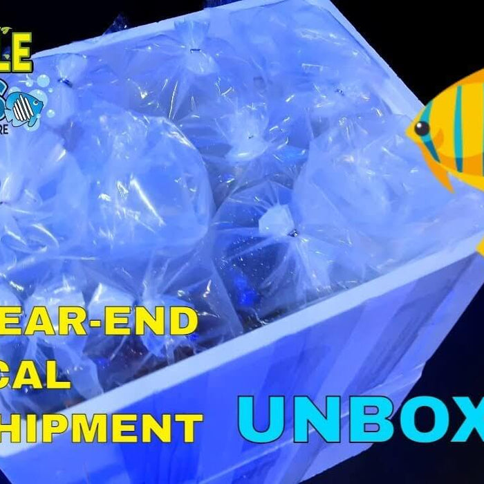 UNBOXING an AMAZING freshwater aquarium 2021 year-end fish shipment! - Jungle Aquatics Pet Superstore