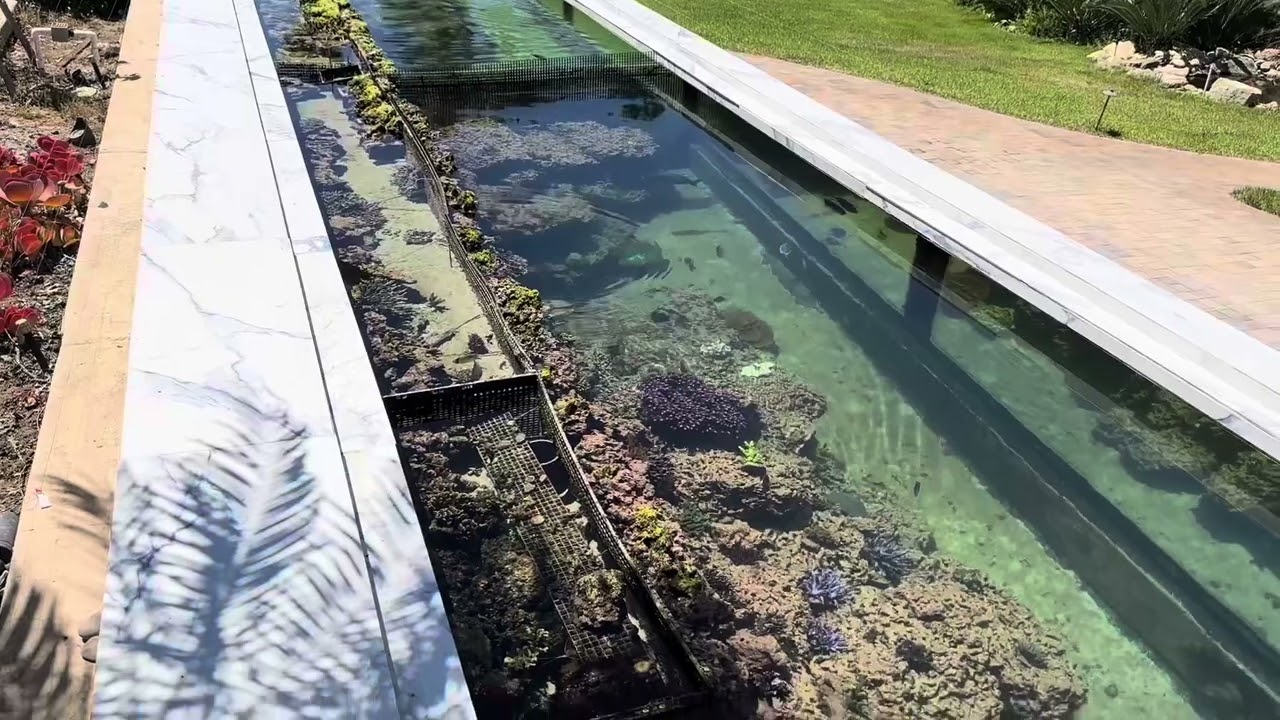 Aerial view of a stunning 40-foot long backyard reef tank filled with colorful corals and marine life.