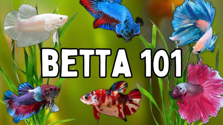 Colorful betta fish in diverse varieties with title 'Betta 101' for essential care tips.