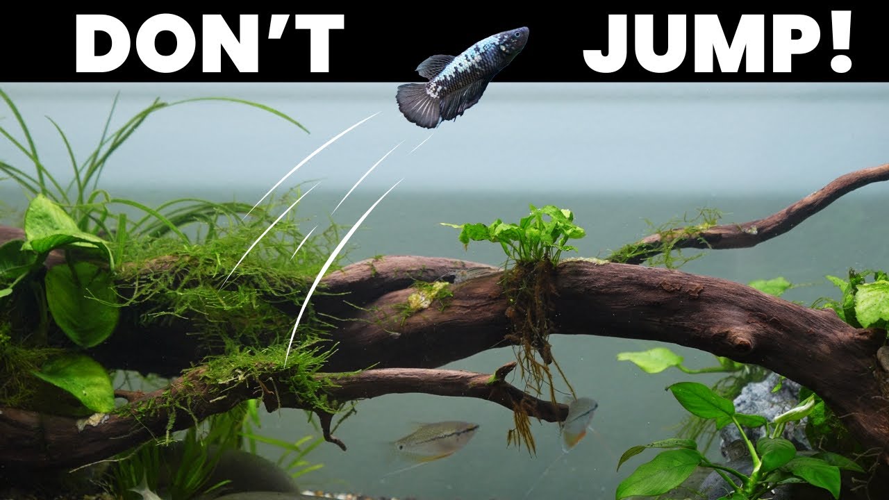 A betta fish leaping above the water surface with the text 'DON'T JUMP!' to illustrate the importance of aquarium lids.