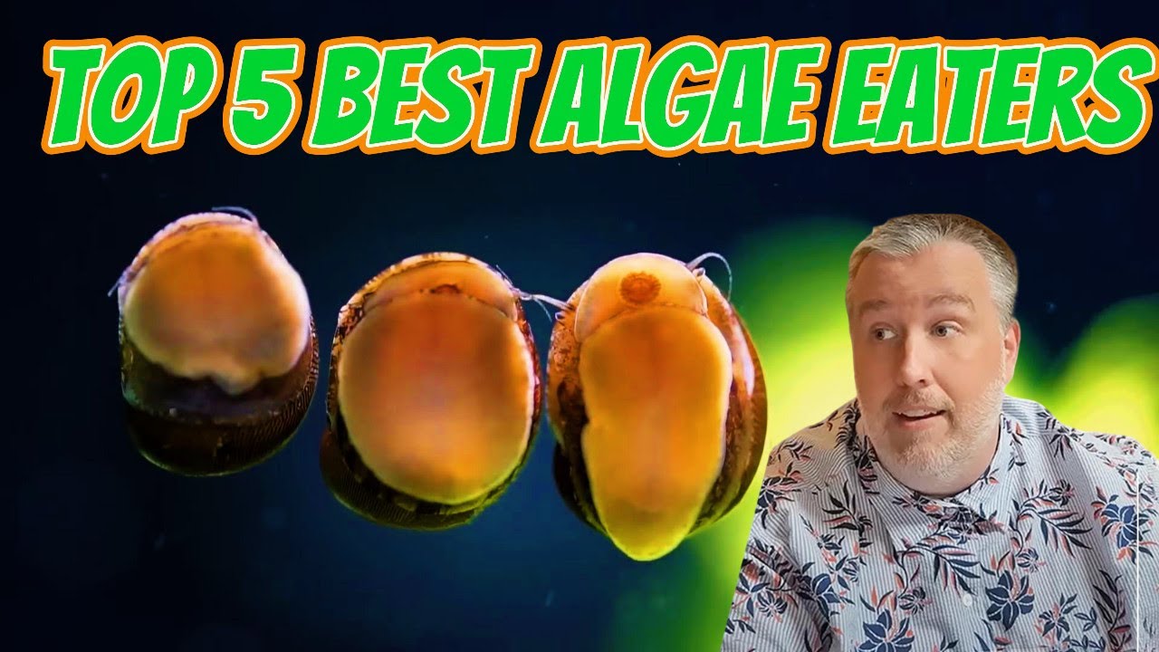 Top 5 best algae eaters showcasing effective species for algae control in aquariums.