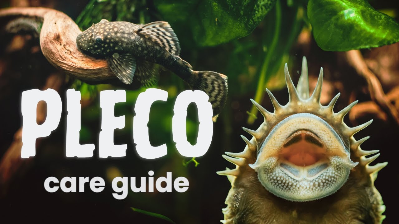 Image of plecos with text overlay 'Pleco Care Guide', showcasing two popular species in an aquarium setting.