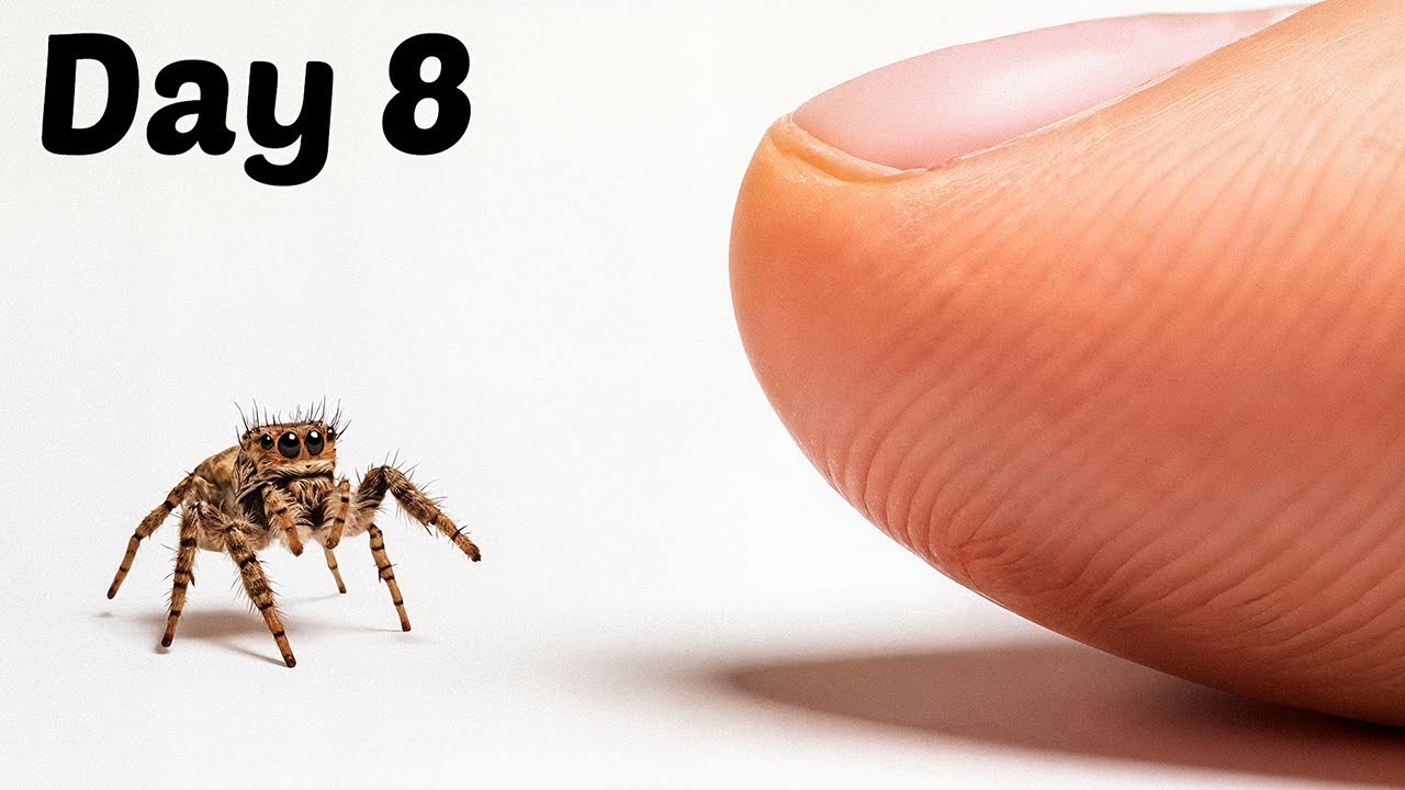 Close-up of a tiny jumping spider next to a human finger, marking Day 8 of bonding with the pet spider.