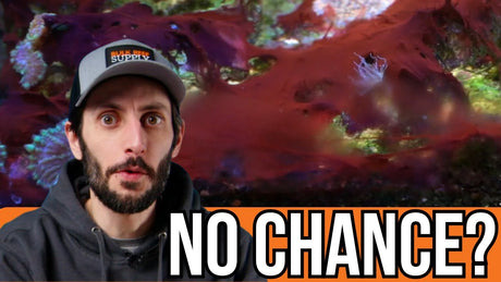 Man looking concerned in front of red slime algae in a reef tank, discussing cyanobacteria treatment options.
