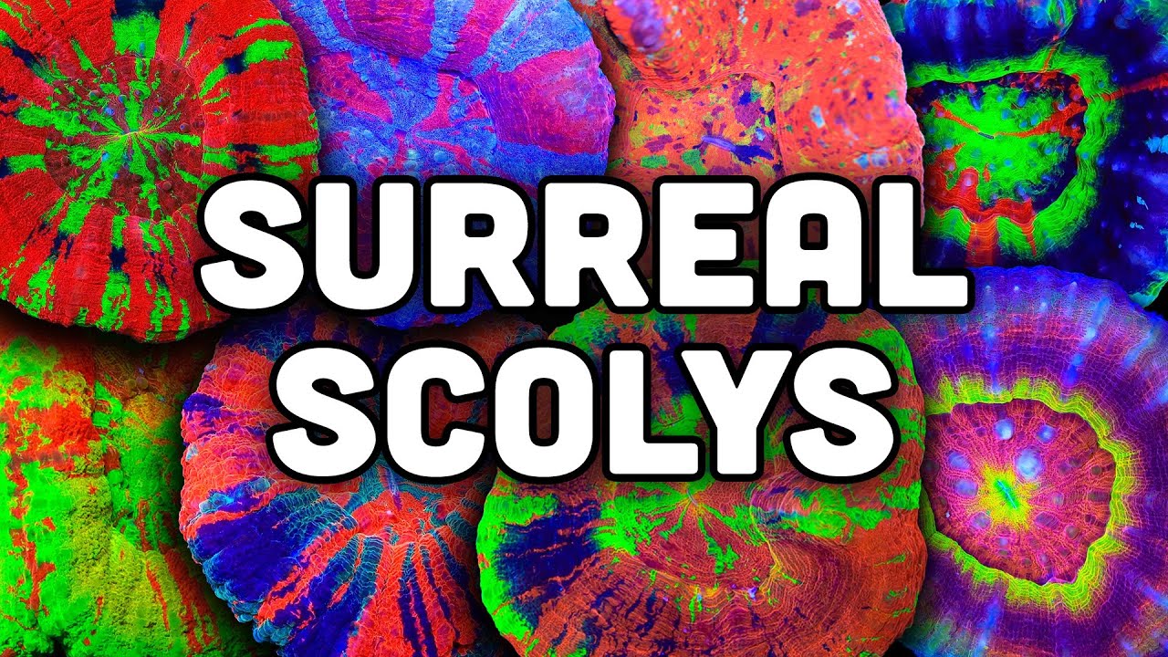 Vibrant Scolymia corals in various colors, showcasing their unique shapes and stunning patterns.