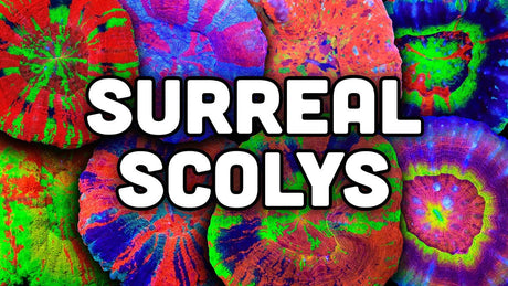 Vibrant Scolymia corals in various colors, showcasing their unique shapes and stunning patterns.