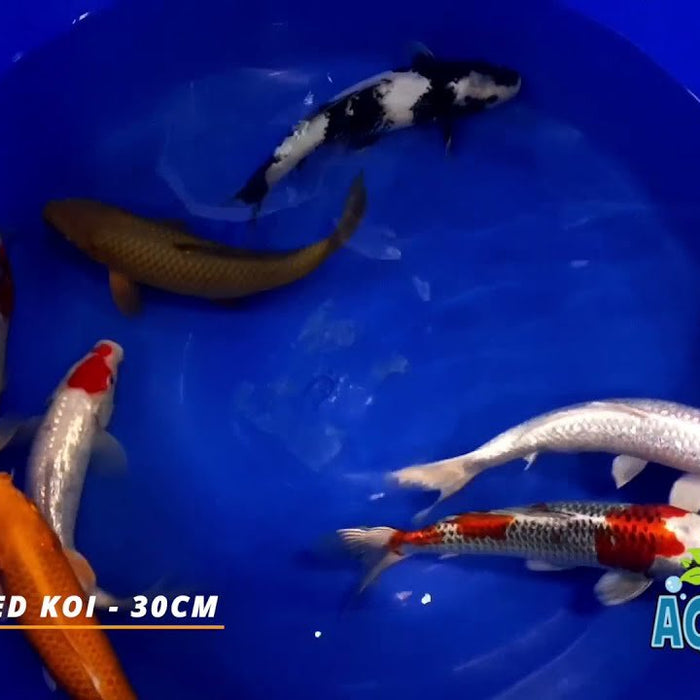 We Received a Hand Selected Koi Fish Shipment - 30cm part #1 - Jungle Aquatics Pet Superstore