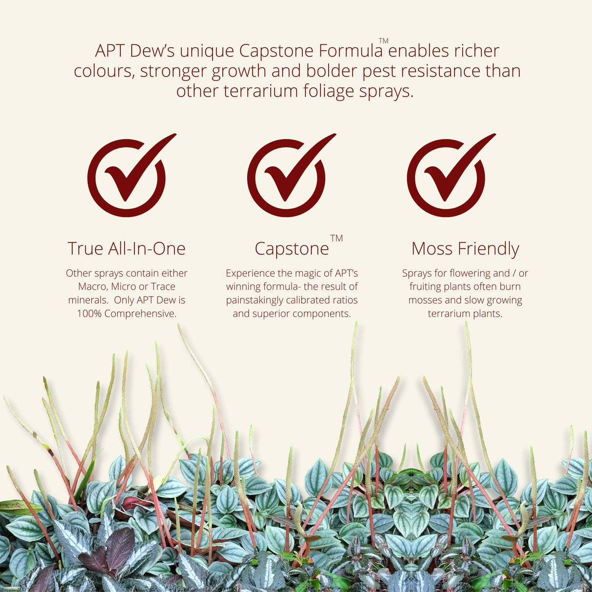 APT Dew Spray 300ml's Capstone Formula promotes vibrant colors and healthy growth for terrarium plants.