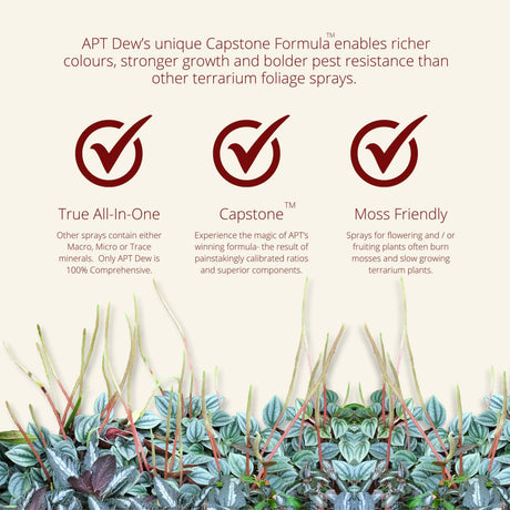APT Dew Spray 300ml's Capstone Formula promotes vibrant colors and healthy growth for terrarium plants.
