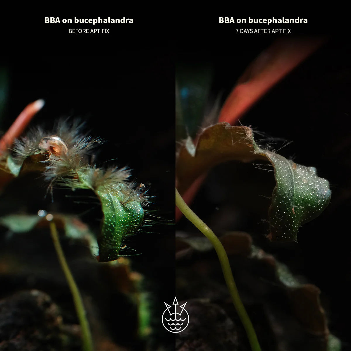 BBA on bucephalandra before and 7 days after APT Fix Algae Treatment