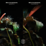 BBA on bucephalandra before and 7 days after APT Fix Algae Treatment