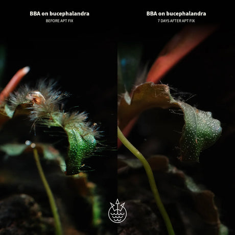 BBA on bucephalandra before and 7 days after APT Fix Algae Treatment