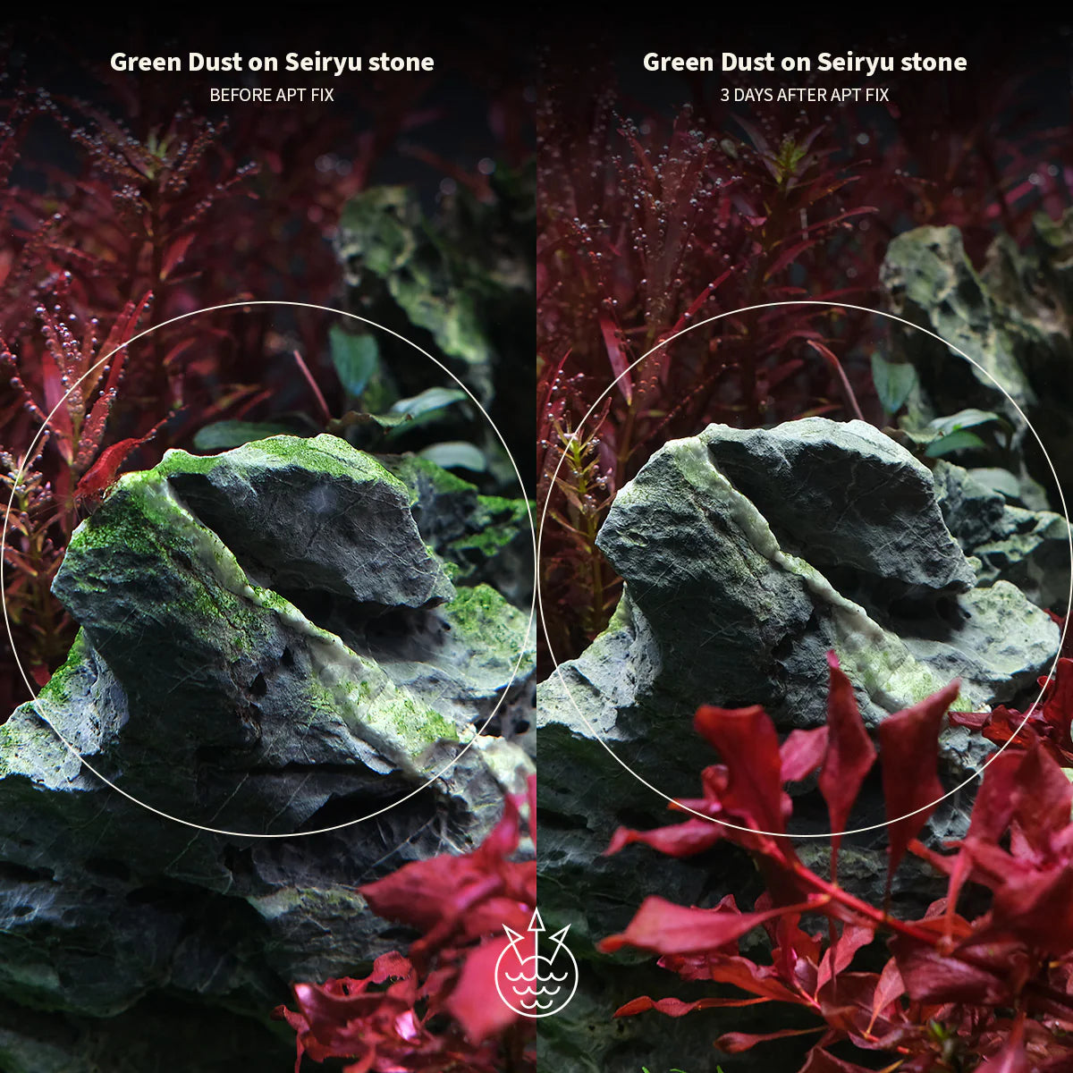 APT Fix Algae Treatment results on Seiryu stone before and after treatment, showing algae reduction.