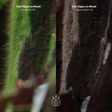 Hair algae on wood before and after APT Fix algae treatment, showcasing effective results.