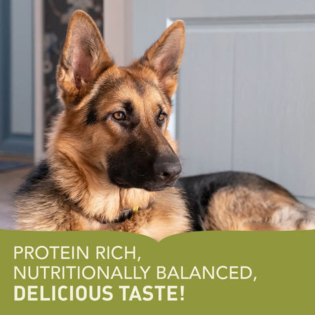 Acana Adult Large Breed Dry Dog Food 17kg - protein rich, nutritionally balanced, delicious taste with a German Shepherd.