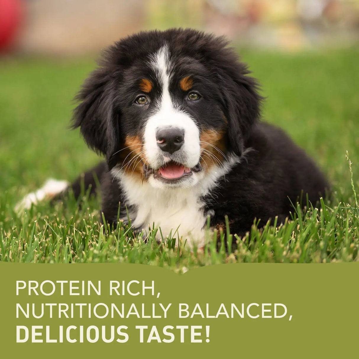 Acana Puppy Large Breed Dry Dog Food 17kg puppy sitting in grass, showcasing protein-rich and delicious taste.