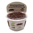 Alternanthera Reineckii Rosanervig TC Tropical Plant in a container suitable for aquascaping.
