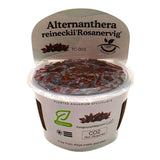 Alternanthera Reineckii Rosanervig TC Tropical Plant in a container suitable for aquascaping.