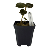 Anoectochilus Roxburghii Pots Orchid Plant in a black pot with intricate golden veining on dark foliage.