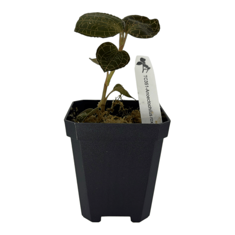 Anoectochilus Roxburghii Pots Orchid Plant in a black pot with intricate golden veining on dark foliage.