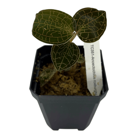 Anoectochilus Roxburghii Pots Orchid Plant in black pot with dark foliage and golden veining.