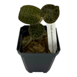 Anoectochilus Roxburghii Pots Orchid Plant with dark velvety leaves in a black pot.