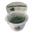 Anubia Nano Super Petite TC Tropical Plant in a limited edition container, perfect for nano tanks and aquascapes.