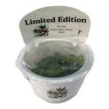 Anubia Nano Super Petite TC Tropical Plant in a limited edition container, perfect for nano tanks and aquascapes.