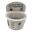 Anubias Barteri Var Angustifolia TC Tropical Plant in a clear container for aquariums.