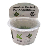 Anubias Barteri Var Angustifolia TC Tropical Plant in a clear container for aquariums.