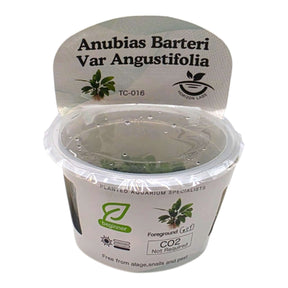 Anubias Barteri Var Angustifolia TC Tropical Plant in a clear container for aquariums.