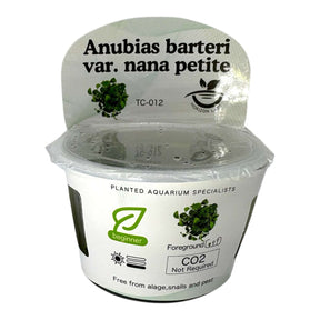 Anubias Barteri Var Nana Petite TC Tropical Plant in container with care instructions for aquascaping.