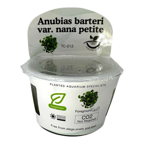 Anubias Barteri Var Nana Petite TC Tropical Plant in container with care instructions for aquascaping.