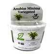 Anubias Minima Variegated TC Tropical Plant in a clear cup, ideal for aquascaping.