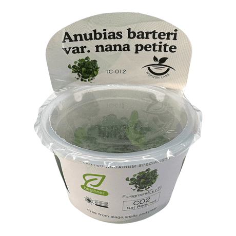 A packaged Anubias barteri var. nana petite aquarium plant in a clear plastic cup with a white label and a hinged lid, photographed on a plain white background.